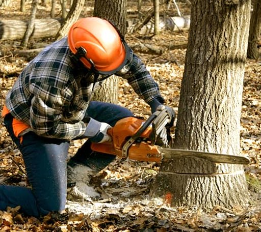 Tree Removal in Moretown, VT